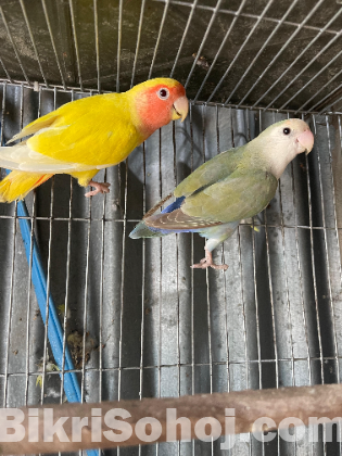 Love Bird Running Pair
